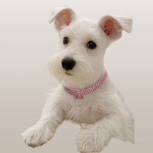 PETS&CLEAN Bling Dog Collar Puppy Pet Dog Collars Leash For Small Medium pets